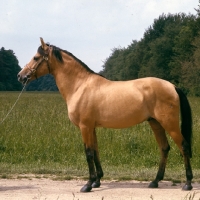 Picture of zaman, karabakh stallion owned by the Queen, presented to her by the soviet government