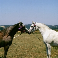 Picture of Zaria and Sharia, two Arab UK mares heads and shoulders