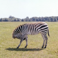 Picture of zebra bowing