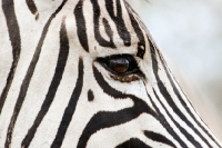 Picture of Zebra, close up