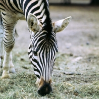 Picture of zebra grazing