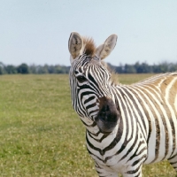 Picture of zebra looking inquisitive 