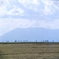 Picture of zebra mirage in amboseli national park