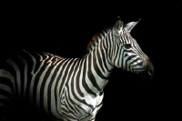 Picture of zebra on black background