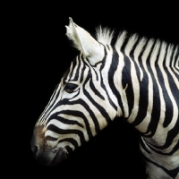 Picture of zebra portrait
