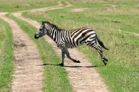 Picture of zebra running in kenya