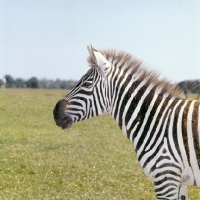 Picture of zebra side view