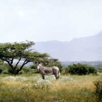 Picture of zebra standing in high grass