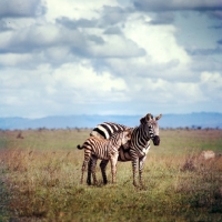 Picture of zebra with her foal, nuzzling