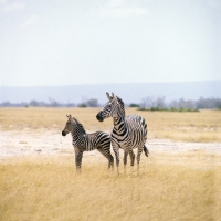 Picture of zebra with her foal