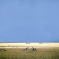 Picture of zebras in africa
