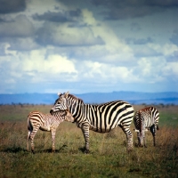 Picture of zebras in nairobi national park