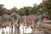 Picture of Zebras