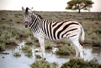 Picture of Zebra