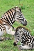 Picture of Zebra