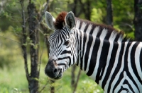 Picture of Zebra