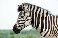 Picture of zebra