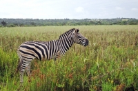 Picture of Zebra