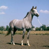 Picture of zement, tersk stallion at hippodrome piatigorsk, 