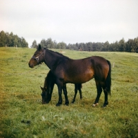 Picture of zhmud mare and foal