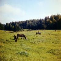 Picture of zhmud mares and foals grazing in pasture