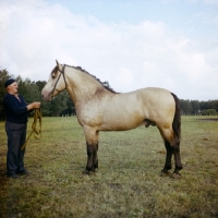 Picture of zhmud stallion with handler