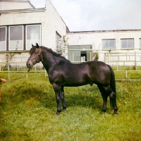 Picture of zhmud stallion