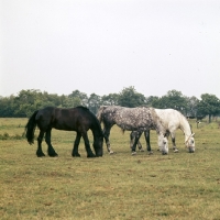 Picture of Zolea, Tularia, two Groningen old type mares with Friesian grazing