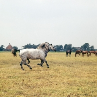 Picture of Zolea, Tularia, two old type Groningen mares cantering across field