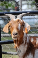 Picture of Zulu goat