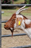 Picture of Zulu goat