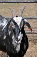 Picture of Zulu goat