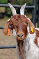 Picture of Zulu goat