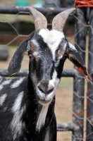 Picture of Zulu goat