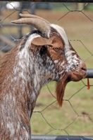 Picture of Zulu goat