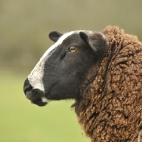 Picture of Zwarbles ewe profile